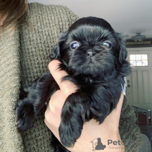 Photo №3. CHIOTS SHIH TZU A VENDRE. USA