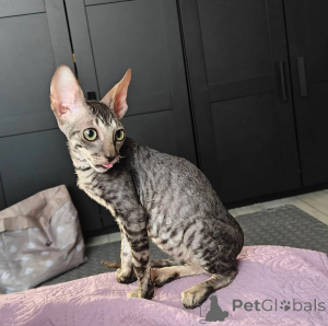 Photo №1. cornish rex - à vendre en ville de Bornheim | 350€ | Annonce № 173916