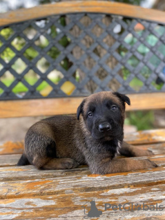 Photos supplémentaires: Chiots berger belge