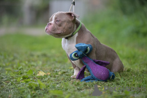 Photo №2 de l'annonce № 119425 de la vente american bully - acheter à Biélorussie de la fourrière