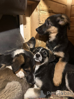 Photo №1. chien bâtard - à vendre en ville de Москва | Gratuit | Annonce №130432