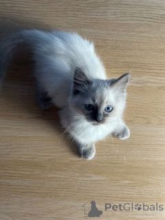 Photo №3. Chatons Ragdoll pedigree complet enregistré au GCCF. USA