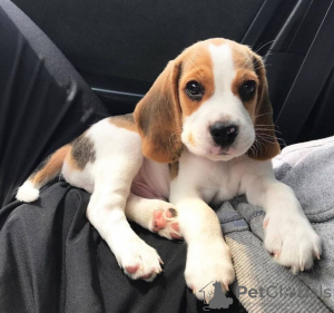 Photo №1. beagle - à vendre en ville de Timmins | 379€ | Annonce №116687