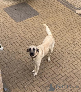 Photo №1. alaskan klee kai - à vendre en ville de Limbaži | négocié | Annonce №160014