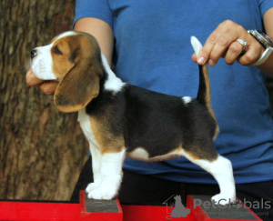 Photo №4. Je vais vendre beagle en ville de Bonn. annonce privée - prix - 360€