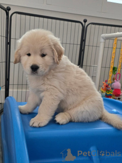 Photo №3. Beaux chiots Golden Retriever à la recherche de leur foyer pour toujours. Grèce
