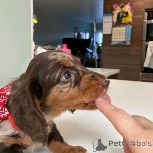 Photo №3. Mini-Dackelwelpen Zur Adoption. Allemagne