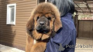 Photo №1. dogue du tibet - à vendre en ville de Samara | négocié | Annonce №10236