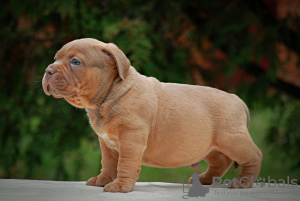 Photo №2 de l'annonce № 76629 de la vente american bully - acheter à Fédération de Russie de la fourrière