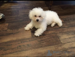 Photo №1. bichon à poil frisé - à vendre en ville de Budapest | négocié | Annonce №42527