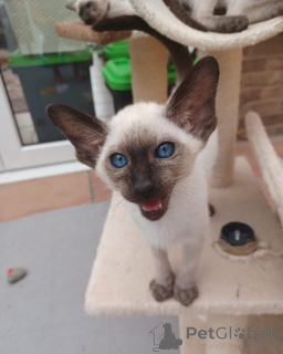 Photo №1. siamois - à vendre en ville de Brême | négocié | Annonce № 154286