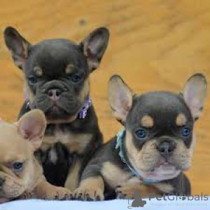 Photo №4. Je vais vendre bouledogue en ville de Шверин.  - prix - négocié