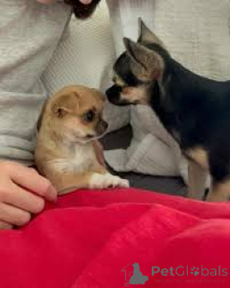 Photo №2 de l'annonce № 165490 de la vente chihuahua - acheter à L'Autriche annonce privée, éleveur