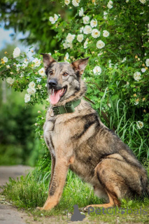 Photo №3. La jeune chanson Sparka recherche une famille.. Fédération de Russie
