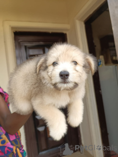 Photo №2 de l'annonce № 172950 de la vente lhassa apso - acheter à Équateur annonce privée
