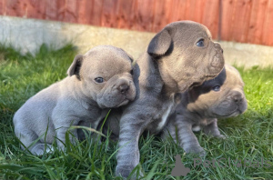 Photo №1. american pit bull terrier - à vendre en ville de Zürich | 600€ | Annonce №142817