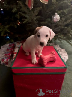 Photo №1. jack russell terrier - à vendre en ville de Berlin | Gratuit | Annonce №125196