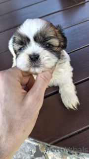 Photo №3. Chiots Shih Tzu parfaits. La finlande
