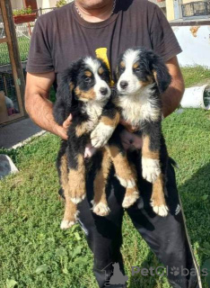 Photo №4. Je vais vendre bouvier bernois en ville de Batočina.  - prix - négocié