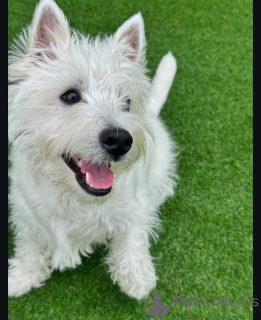 Photo №4. Je vais vendre west highland white terrier en ville de Brighton et Hove. éleveur - prix - 584€