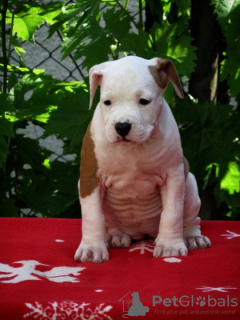 Photo №2 de l'annonce № 102378 de la vente american staffordshire terrier - acheter à Serbie 