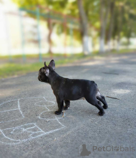 Photos supplémentaires: bouledogue français