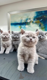 Photo №1. british shorthair - à vendre en ville de Helsinki | Gratuit | Annonce № 165825