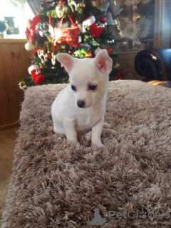 Photo №3. Chiots Pomchi ludiques. La finlande