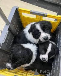 Photo №1. border collie - à vendre en ville de Vienne | 700€ | Annonce №165489
