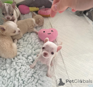 Photo №1. chihuahua - à vendre en ville de Bournemouth | négocié | Annonce №160521