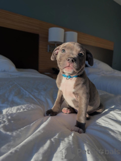 Photo №1. staffordshire bull terrier - à vendre en ville de Berlin | négocié | Annonce №177906