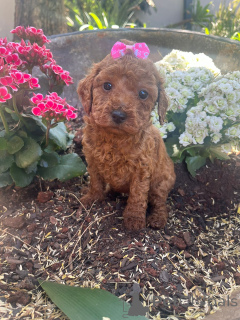 Photo №1. caniche (jouet) - à vendre en ville de Augsbourg | négocié | Annonce №166132