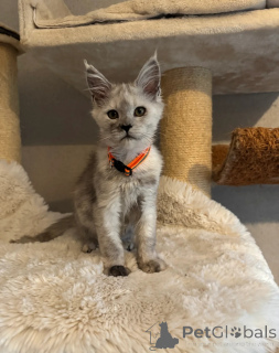 Photo №4. Je vais vendre maine coon en ville de Bellingham. annonce privée - prix - négocié