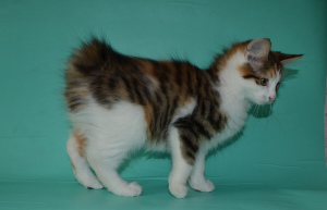 Photo №4. Je vais vendre bobtail des kouriles en ville de Чита. annonce privée - prix - 250€
