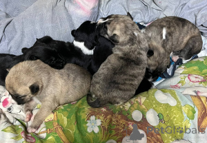 Photo №1. american staffordshire terrier - à vendre en ville de Samara | 108€ | Annonce №139447