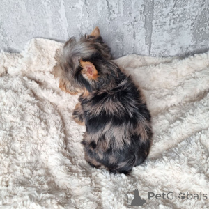 Photo №4. Je vais vendre yorkshire terrier en ville de Berlin. annonce privée, de l'abri - prix - 550€