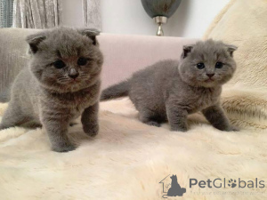 Photo №1. british shorthair - à vendre en ville de Andermatt | 350€ | Annonce № 151634