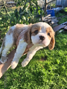 Photo №2 de l'annonce № 175524 de la vente cocker américain, cocker spaniel anglais, springer anglais, welsh springer spaniel, épagneul d'eau irlandais, chien d'eau espagnol, mâtin espagnol, cavalier king charles spaniel, cavalier king charles spaniel, clumber spaniel, épagneul russe, épagneul tibétain - acheter à Estonie annonce privée, de la fourrière, éleveur