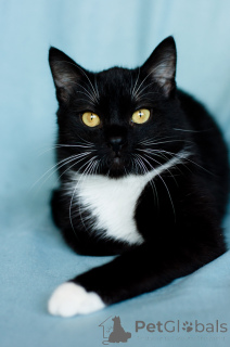 Photo №4. Je vais vendre  en ville de Minsk. annonce privée - prix - Gratuit