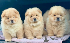 Photo №2 de l'annonce № 137779 de la vente chow-chow - acheter à Allemagne éleveur