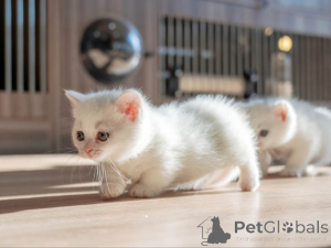 Photo №1. munchkin - à vendre en ville de Vadutz | 350€ | Annonce № 152070