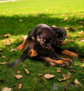 Photo №1. rottweiler - à vendre en ville de Septal | 580€ | Annonce №175000