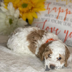 Photo №3. Chiots Cavachon Compagnons doux et affectueux. Pays Bas