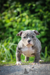 Photo №2 de l'annonce № 104063 de la vente american bully - acheter à Biélorussie de la fourrière