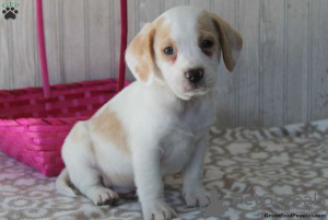Photo №2 de l'annonce № 69914 de la vente beagle - acheter à USA 