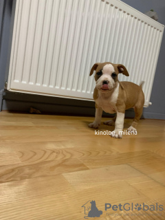 Photo №2 de l'annonce № 133460 de la vente american bully - acheter à Serbie annonce privée, de la fourrière, éleveur