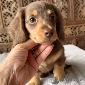 Photo №1. teckel - à vendre en ville de Helsinki | 550€ | Annonce №159466