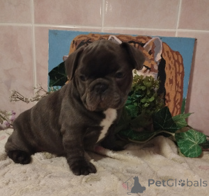 Photo №1. bouledogue - à vendre en ville de Smolevichi | 625€ | Annonce №161029