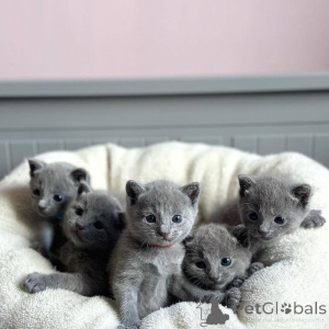 Photo №1. bleu russe - à vendre en ville de Fracasse | 350€ | Annonce № 172328
