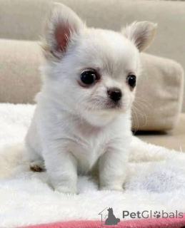 Photo №3. Examen vétérinaire Chiot dressé en cage Certificat sanitaire Garantie sanitaire. Australie